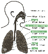 Particles in lungs